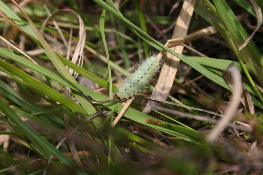 Bruco di...? - Zygaenidae